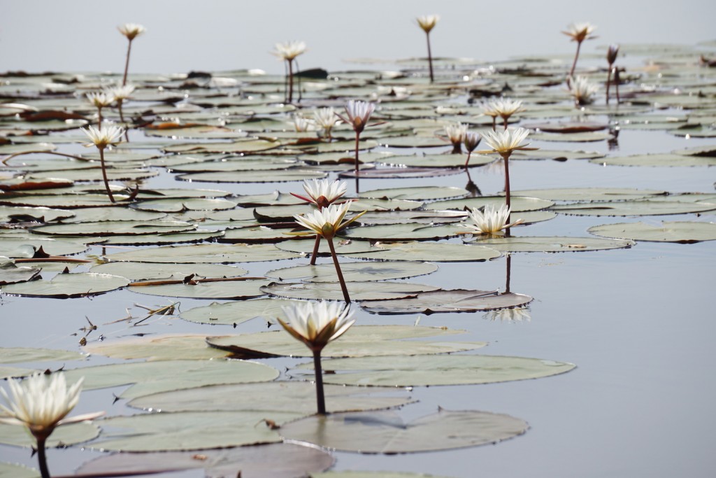 Lilypads in South Africa